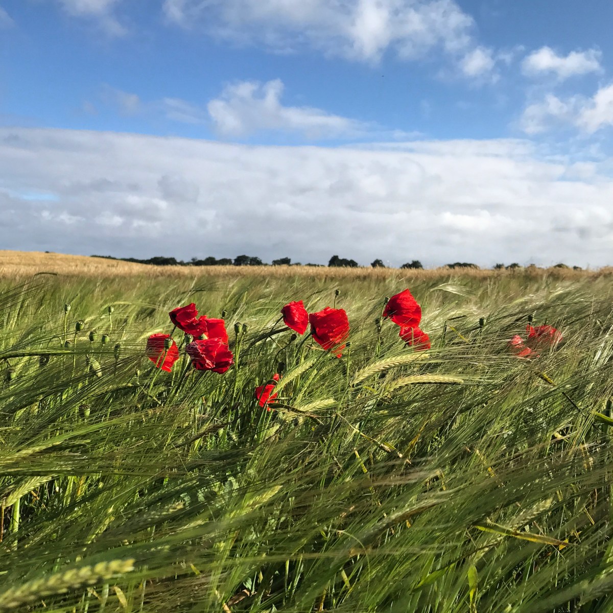 Mad fra en levende&nbsp;jord