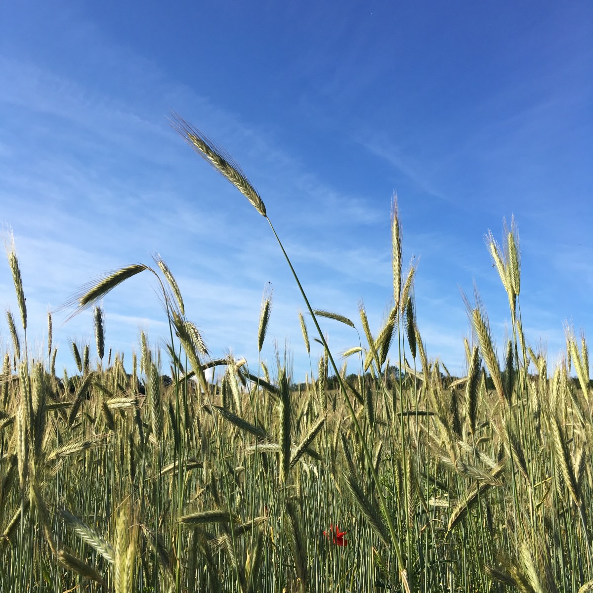 Rugbrød med frø og&nbsp;kerner