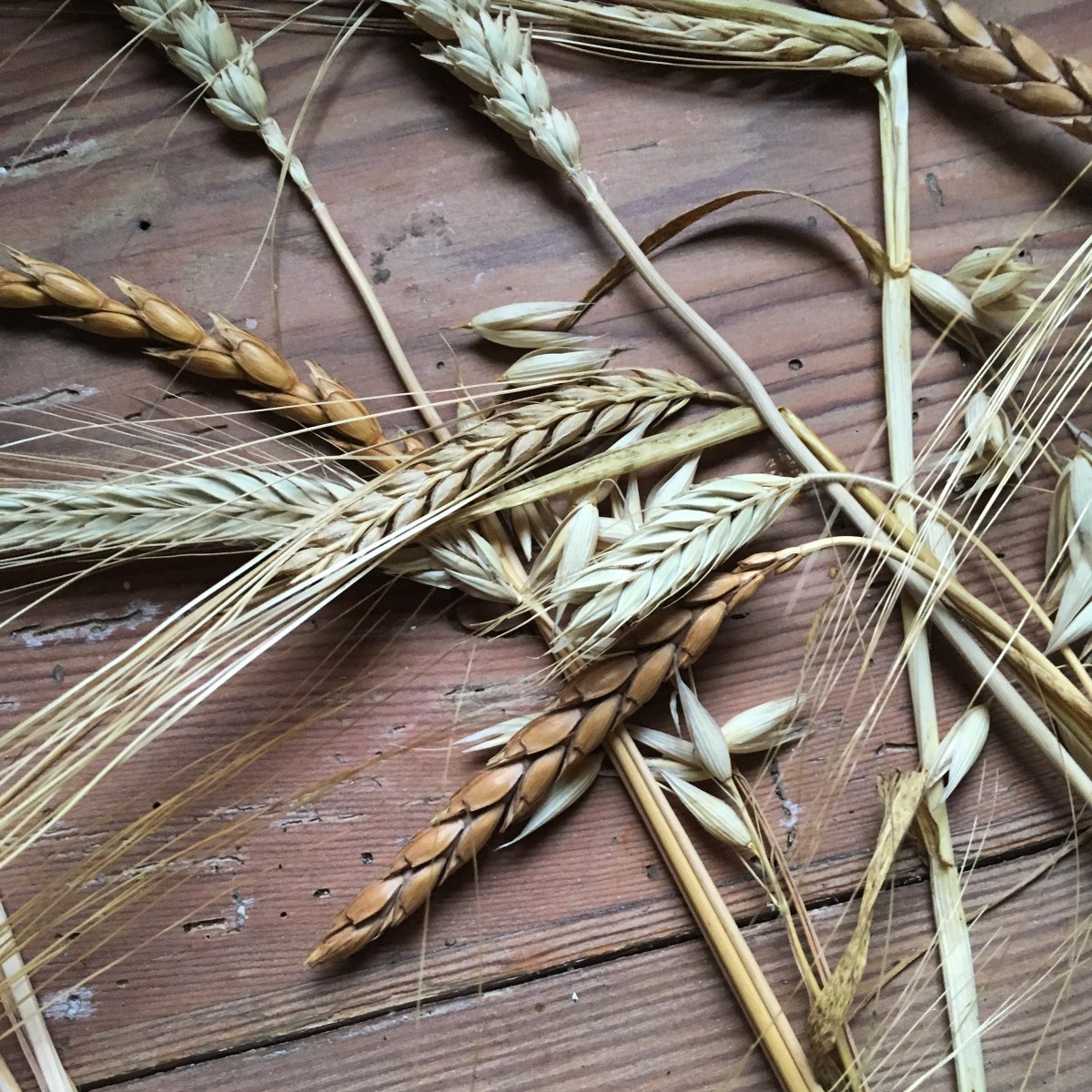 Rugsurdej (modersurdej)